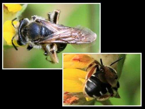 Réf. 285 383 : Andrena sp.